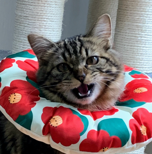 マロンのキャラクター